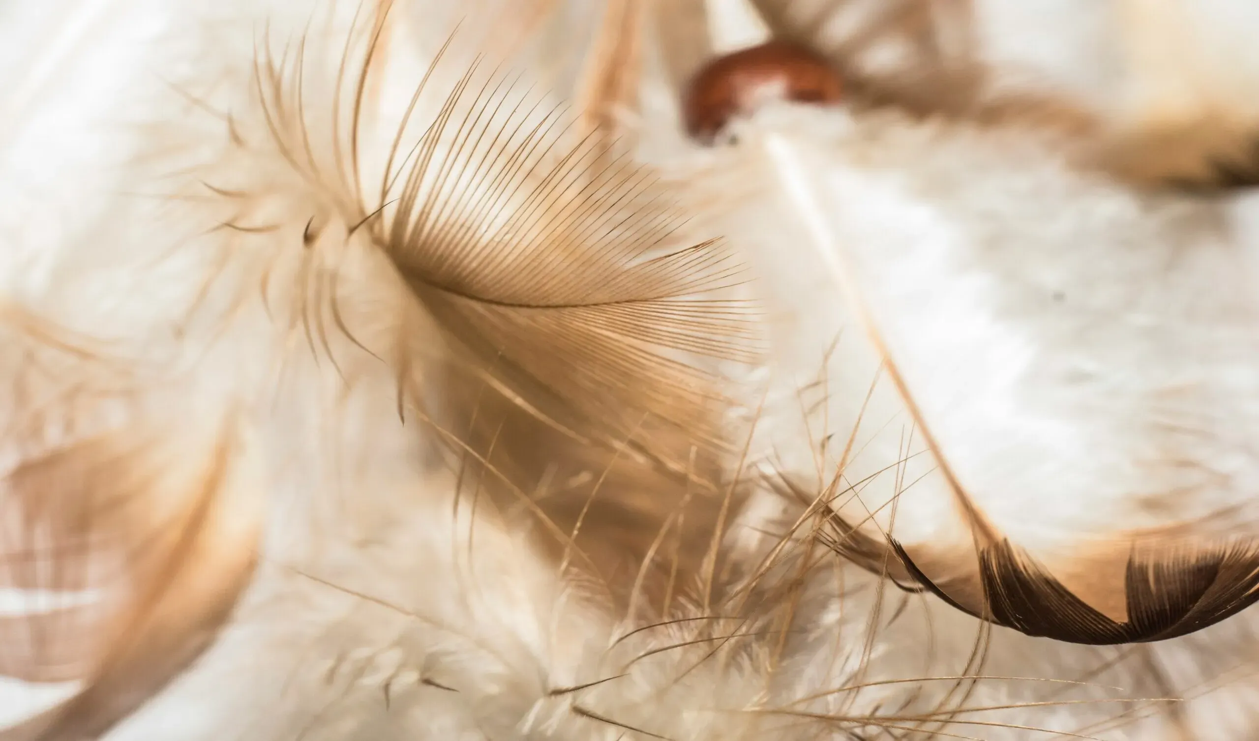Gros plan poétique sur des plumes légères et douces aux nuances brunes et blanches