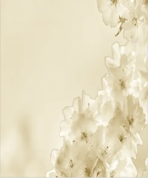 Branche de fleurs blanches épanouies sur fond beige épuré